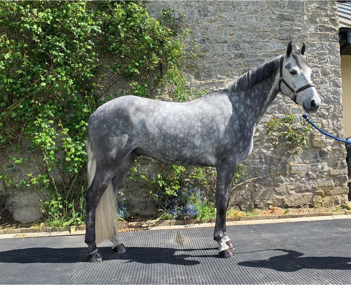 Dapple grey sport horse standing in a stone-walled Irish yard